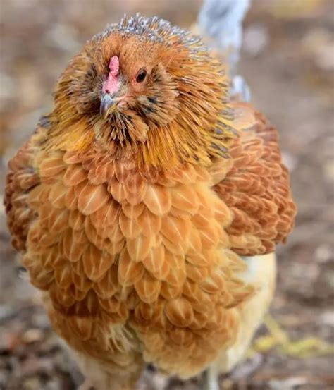 Ameraucana Life Span: Understanding the Lifespan of Your .